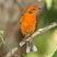Flame-colored Tanager